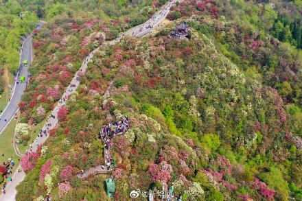 百里杜鹃最新领导简介