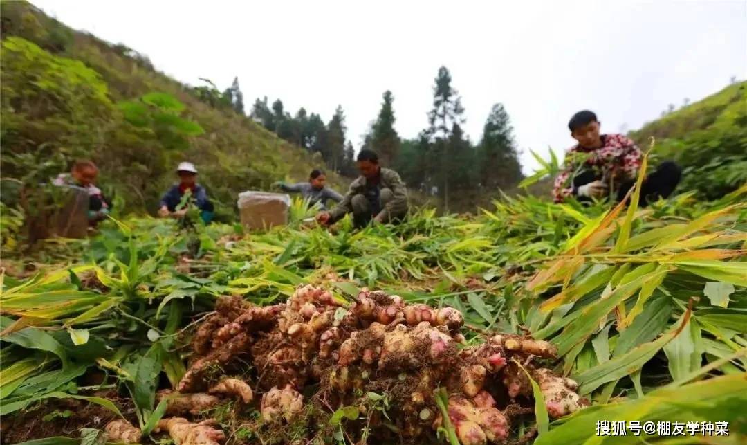 生姜价格最新动态，市场走势分析与预测