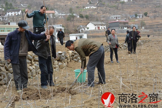 山阳县杨地镇最新消息概览