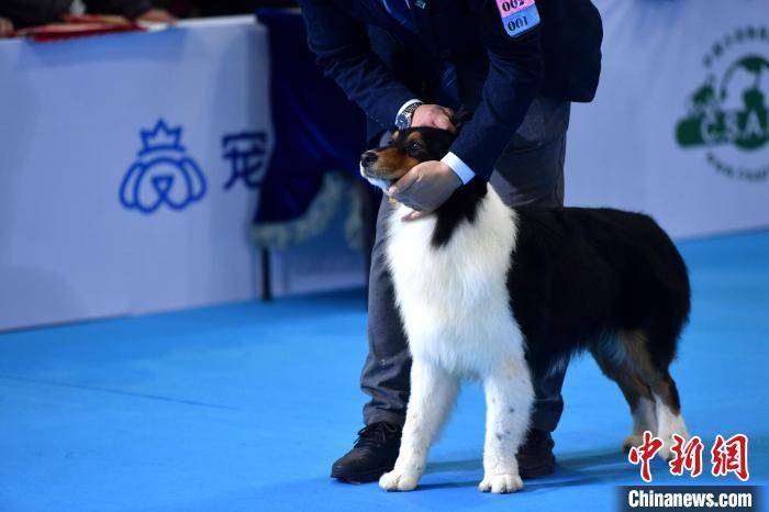 天佑犬业最新照片发布，展现狗狗们的魅力与活力