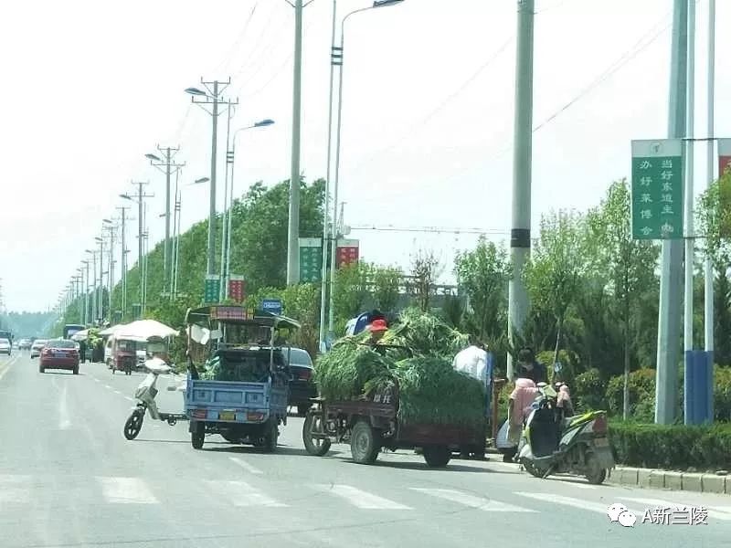 苍山蒜苔最新出库价格及市场动态分析