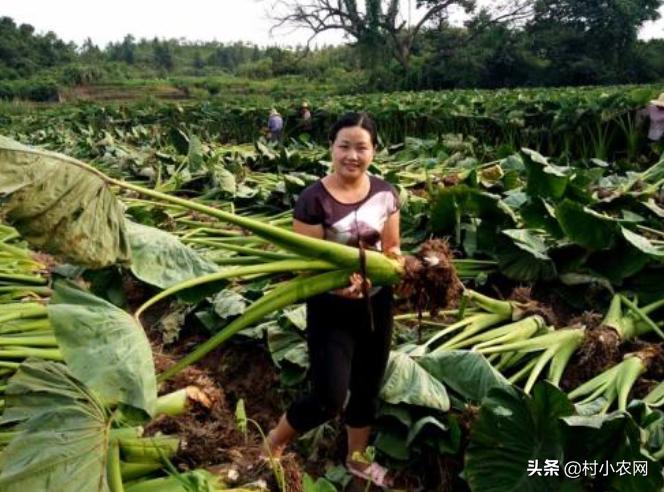 芋头最新高产栽培技术