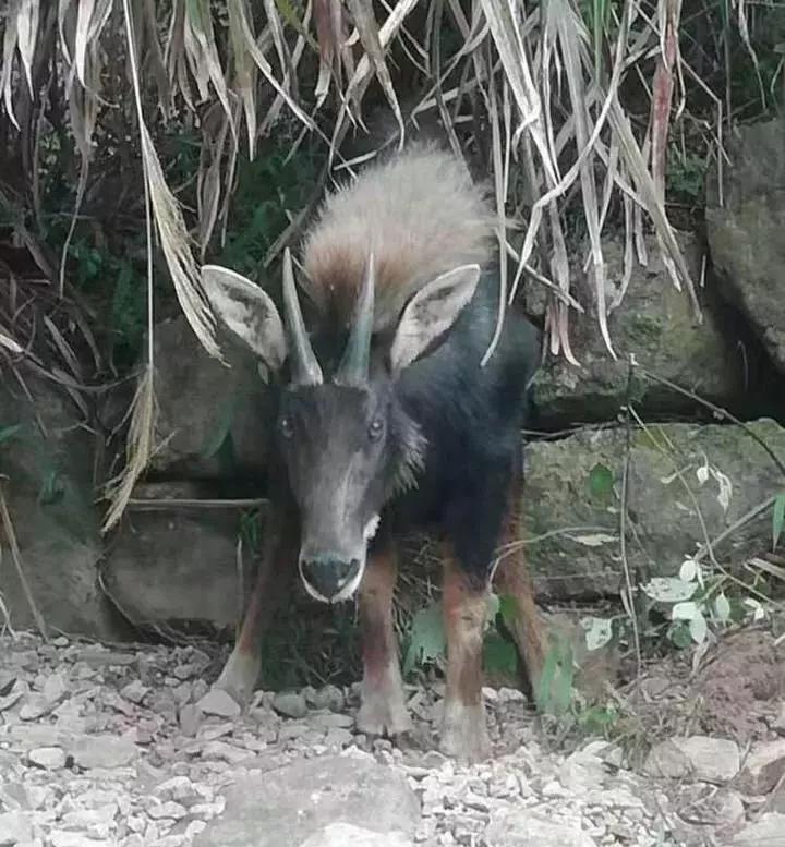 澳门四不像免费正版资科大全,澳门四不像免费正版资科大全详解